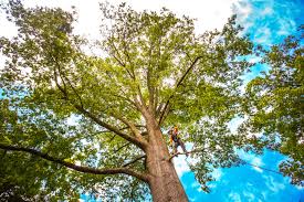 How Our Tree Care Process Works  in  Valdez, AK