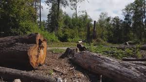 Best Storm Damage Tree Cleanup  in Valdez, AK