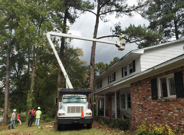 Best Emergency Tree Removal  in Valdez, AK