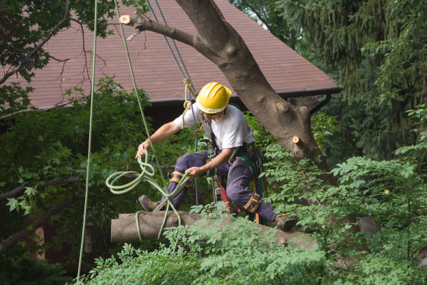 Best Palm Tree Trimming  in Valdez, AK