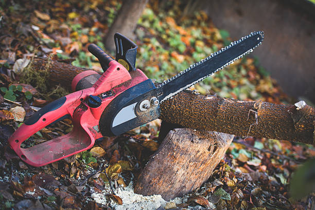 Best Tree Removal  in Valdez, AK