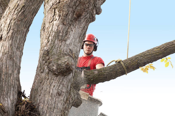 Best Tree Trimming and Pruning  in Valdez, AK